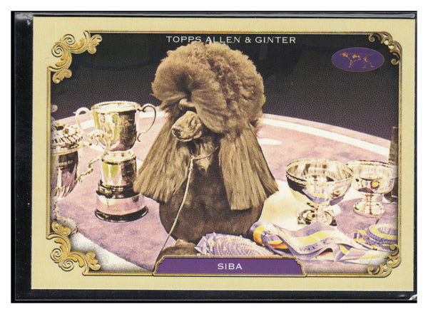 24 Allen & Ginter #SOS-13 Siba Stars Of The Show The Westminster Kennel Club