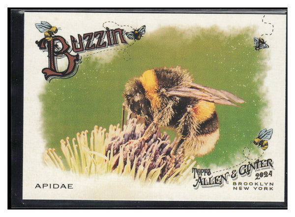 2024 Topps Allen & Ginter #BUZ-6 Apidae Buzzin'