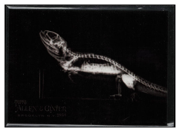 2024 Topps Allen & Ginter #XR-6 Bearded Dragon X-ray'd