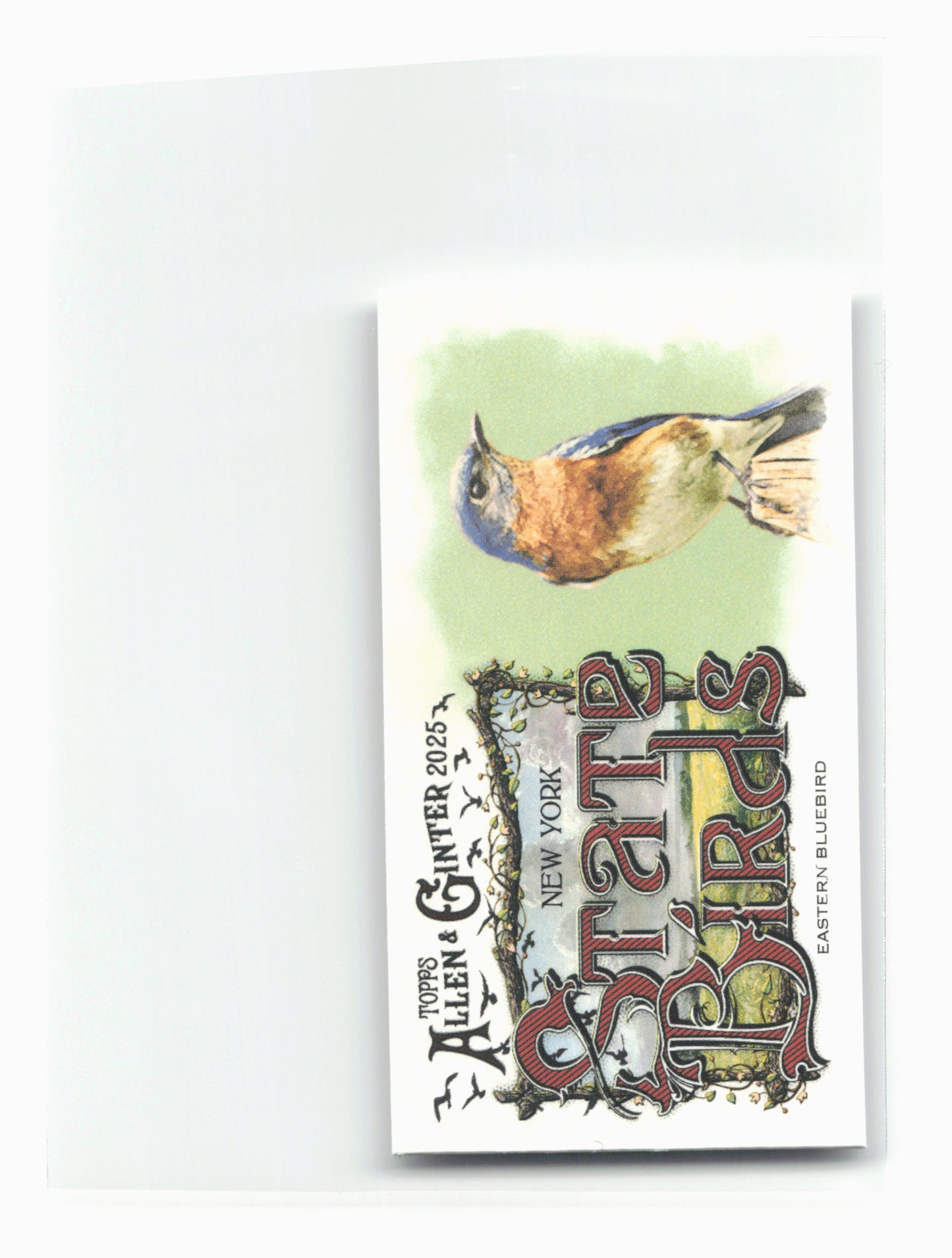 2025 Topps Allen & Ginter #SB-32 Eastern Bluebird (New York) State Birds Mini