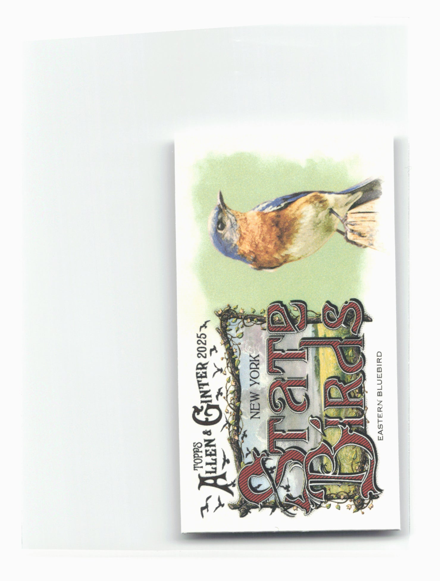 2025 Topps Allen & Ginter #SB-32 Eastern Bluebird (New York) State Birds Mini