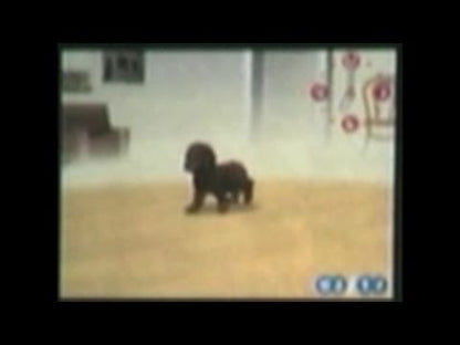 
Nintendogs: Dachshund & Friends | Nintendo DS | gameplay