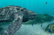 
Endless Ocean: Blue World | Wii | gameplay screenshot | Data by MobyGames.com