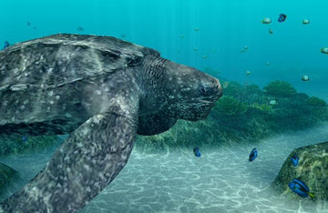 
Endless Ocean: Blue World | Wii | gameplay screenshot | Data by MobyGames.com