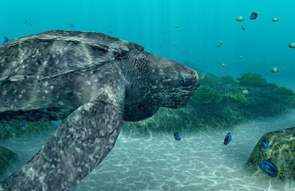 
Endless Ocean: Blue World | Wii | gameplay screenshot | Data by MobyGames.com