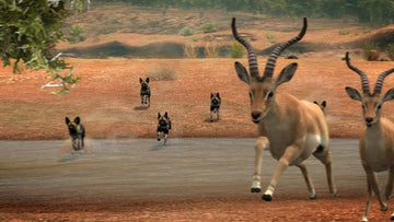 
Afrika | PlayStation 3 | gameplay screenshot 5 | Region: North America | Source: LaunchBox